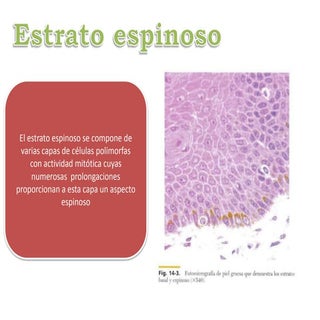 Piel (Estratos) - Histología