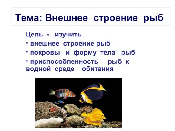Рыбы покровы тела выполняемые функции. Формы тела рыб 7 класс. какое строение имеют покровы рыб. значение покрова рыбы. рыба целей.