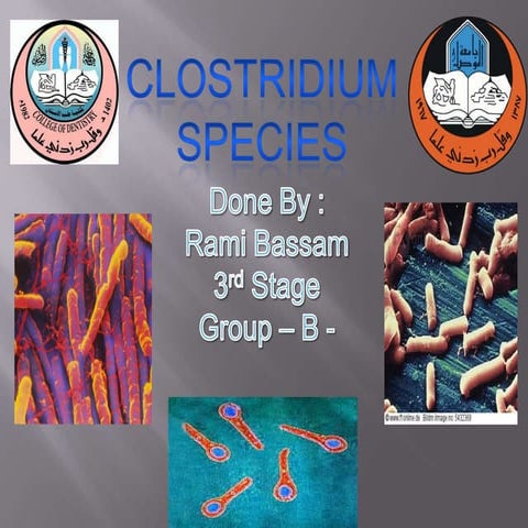 Clostridium species - Microbiology