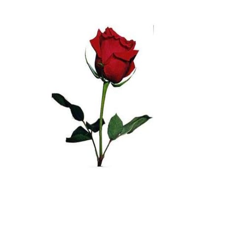 παρουσίαση1