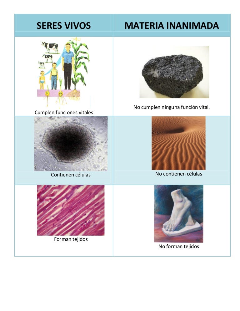 1.4 cuadro diferencias de ser vivomateria inanimada