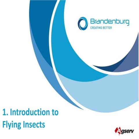 Intro To Flying Insects