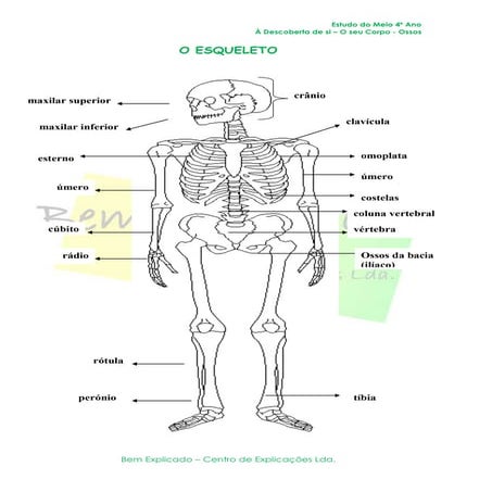 1.1 ossos   ficha informativa (1)