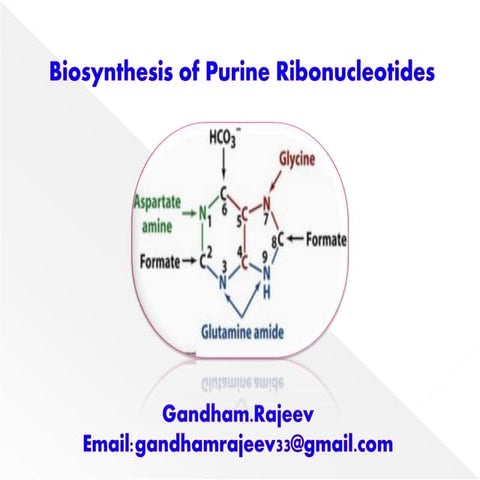 BIOSYNTHESIS OF PURINE NUCLEOTIDES