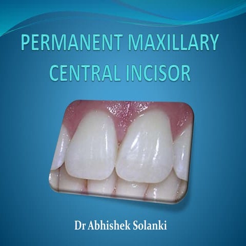 Permanent Maxillary Central Incisor