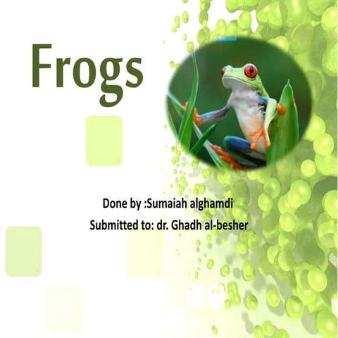 Aquatic animals -  frogs