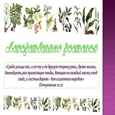 Лекарственные растения
