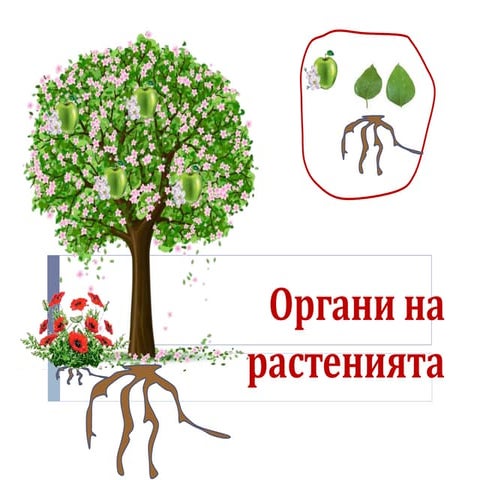 органи на растенията 1.клас 