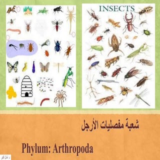 المحاضرة الثامنة  -1 للافقاريات