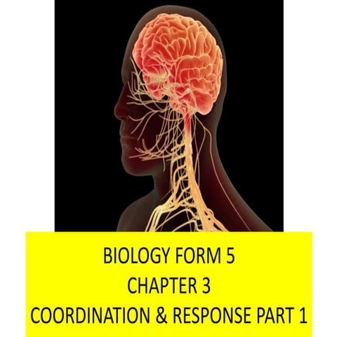 Coordination & Response Part 1 - The Nervous System