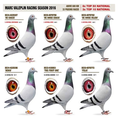 valepijn 80x60 nov2016 | PDF