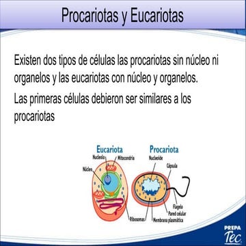 1.3 Teoría endosimbiótica