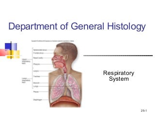 'histology of respiratory system' on SlideShare