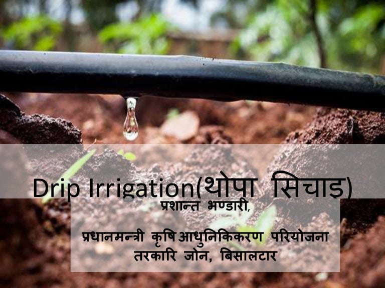 Drip Irrigation in Nepali(थोपा सिचाइ)