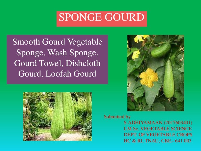 Sponge gourd