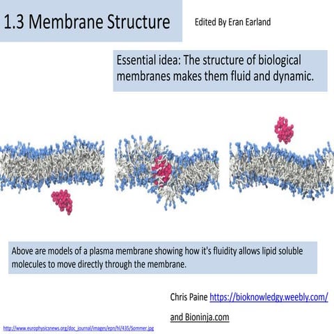 IB Biology Topic 1.3 - Cell Membrane Structure | PPTX
