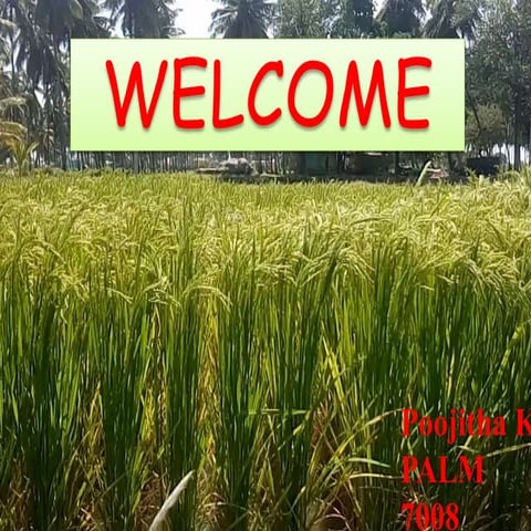 irrigation management in different rice establishment methods. 