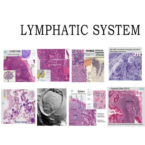 Histology of the Lymphatic System 