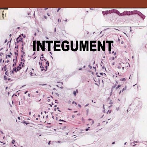 Histology of the Integument 