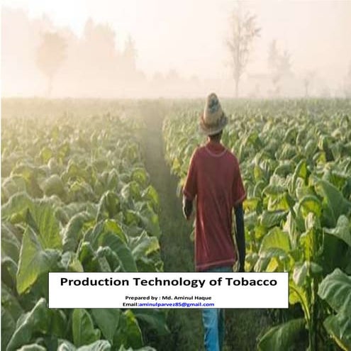 1. Production Technology of Tobacco
