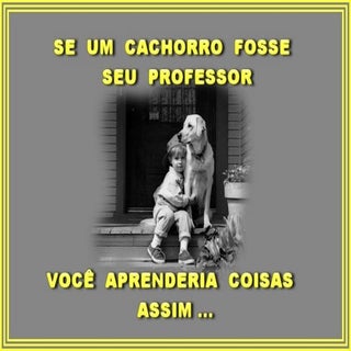 cachorro professor