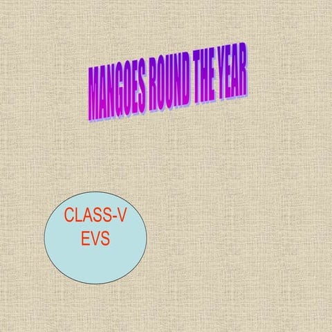 mangoes round the year