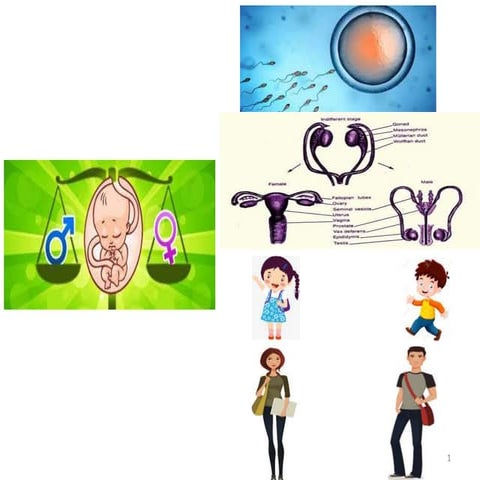 Sexual Growth & Development