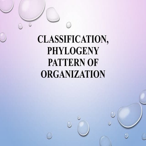 Classification ,  Phylogeny Pattern of Organization 