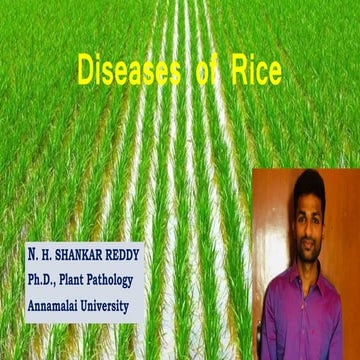 1. Diseases of rice 