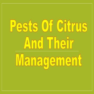 Pests of citrus 