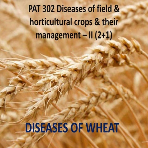 Diseases of wheat and their management | PPTX