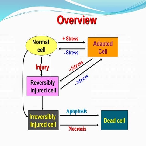 1.1 Cell Injury and Cell Death.pptx
