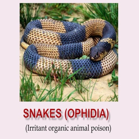 Common Indian Venomous Snakes .pptx