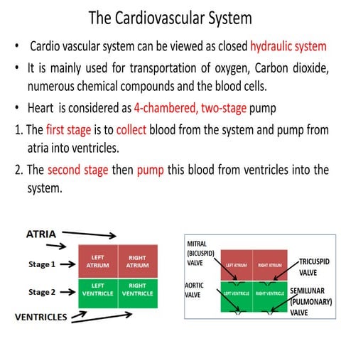 Cardiovascular system it is related to biomedical