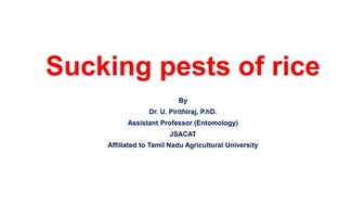 Sucking Insect pests of rice, Identification, Binomics, Integrated Pest Manag...