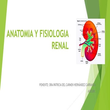 Anatomia del riñón | PPTX