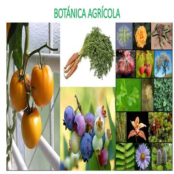 1. Introducción a la botanica, clasificacion