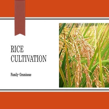 1. Rice crop cultivation, current data .