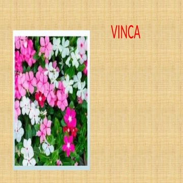 Anticancer drug which have promiising effect Vinca.pptx