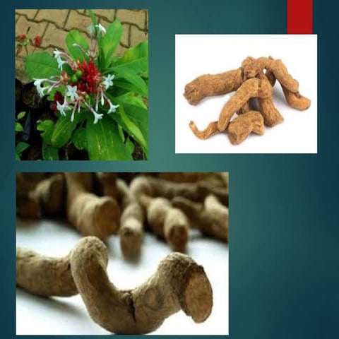 1.4 Alkaloid Rauwolfia, chotta chand.pptx