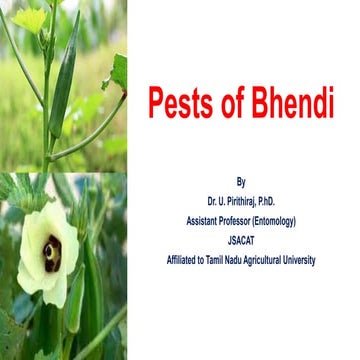 Pests of Bhendi_Bionomics_IPM_Dr.UPR.pdf