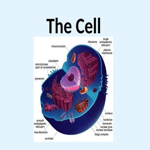 Introduction to Anatomy Lesson 1. The Cell.pptx