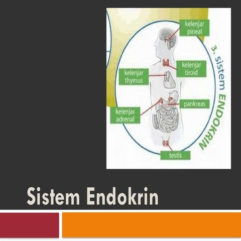 Anatomi dan Fisiologi Sistem Endokrin.pptx