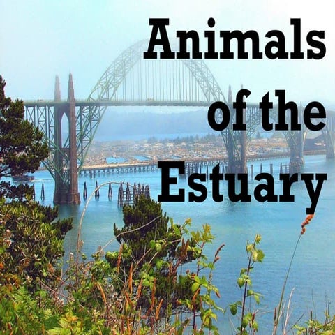 1.  SCIENCE ANIMALS LIVE IN ESTUARIES W-9.pptx