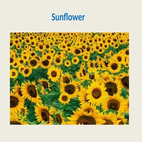Sunflower | PPT