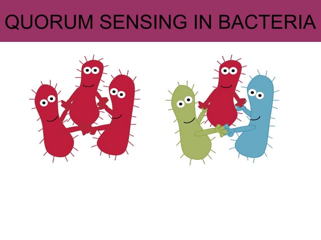 Quorum sensing pada bakteri sebagai bentu komunikasi