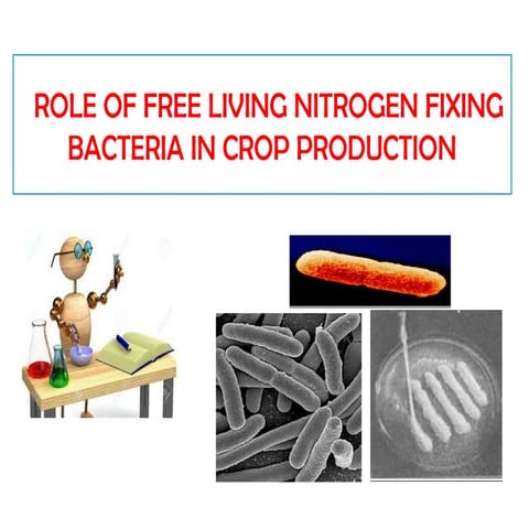 Role of free living Nitrogen fixers power point presentation | PPT