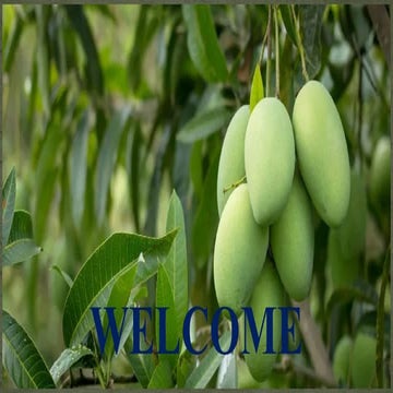 Mango maturity and ripeness guide | PDF