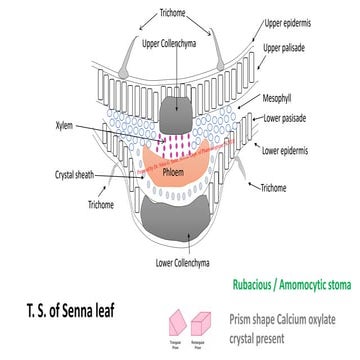 Transvers section of leaf Senna eucaluptus Digitalis, Vinca,Neem, pdf