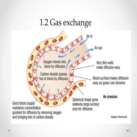 Science_8 1.2.pptx - Gas Exchange in the Body | PPTX